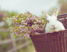 rabbit