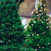 christmas tree