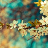 Flowers-vintage-photography