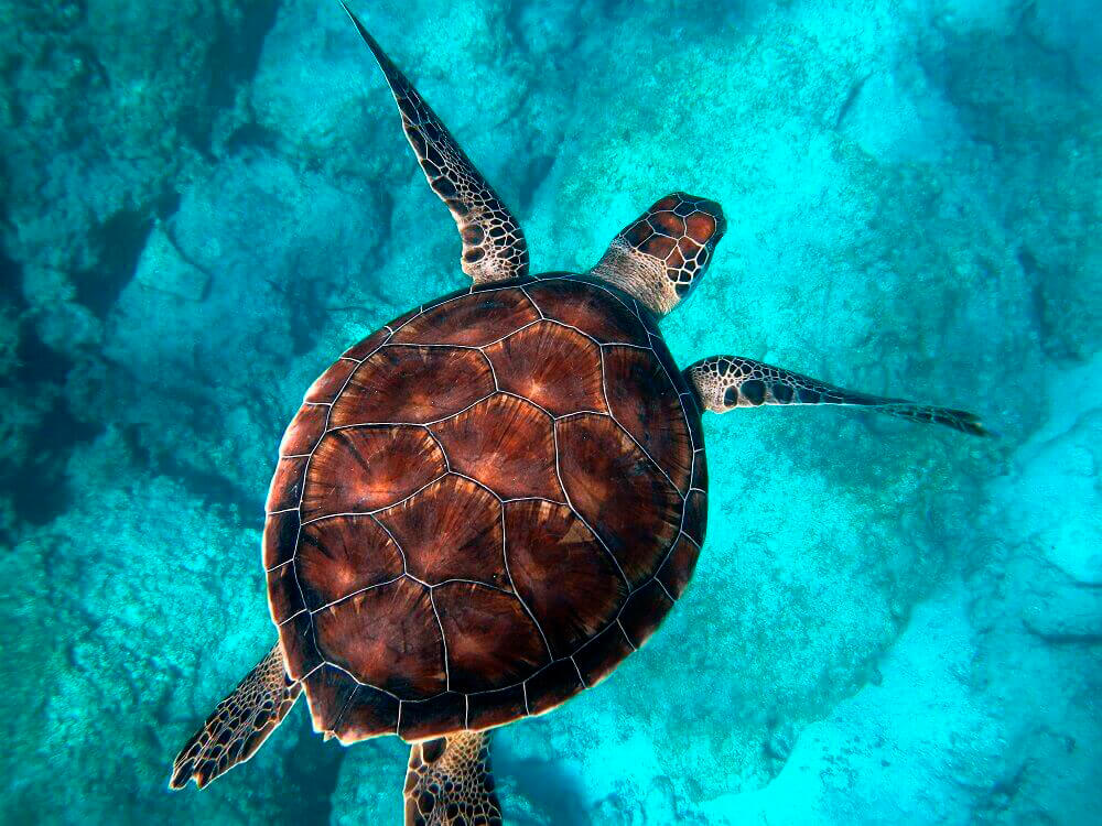 Flying Tortoise