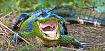 Preview Icon