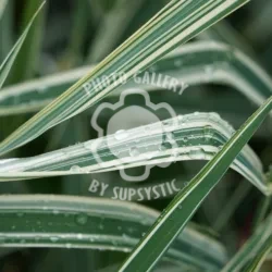 Grass &amp;amp; Rain